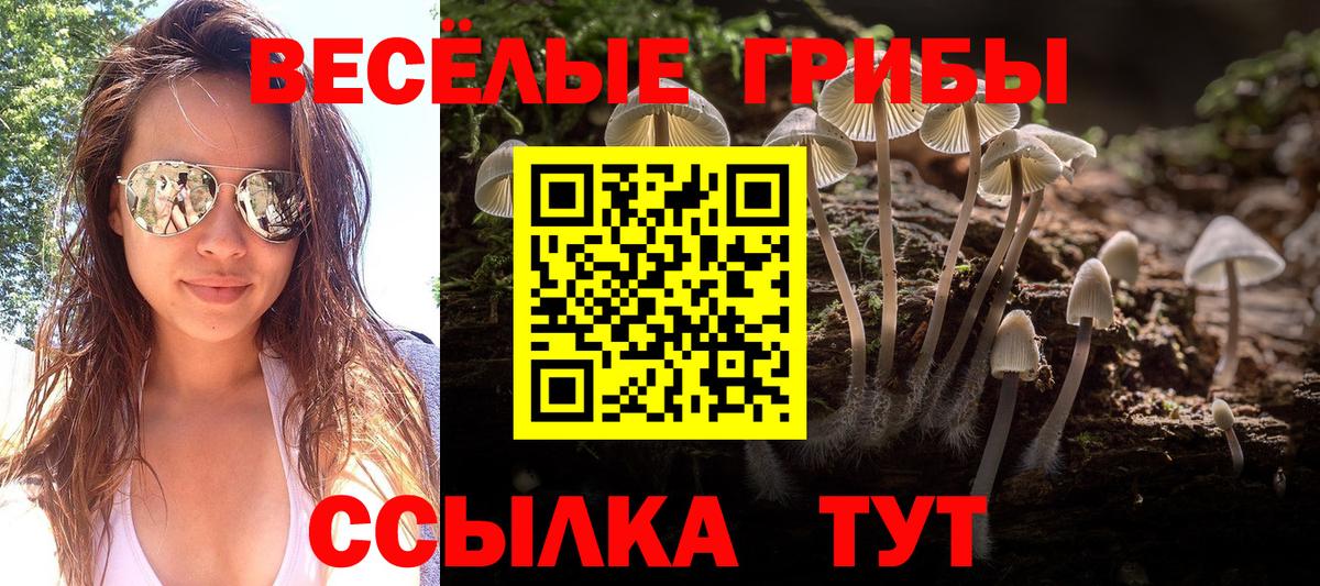 Псилоцибиновые грибы Psilocybe Зима